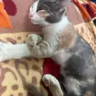 قطط للتبني