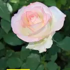 اشجار ورد زهور شجيرات متسلقات