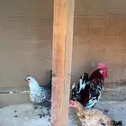 ديك ودجاجتين