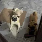 pug for sale