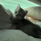 قطه انثى صغيره متدربه