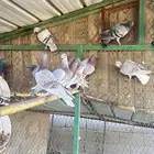 للبيع حمام سلفر