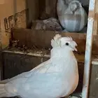 حمام نجفي بعياله