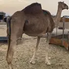 مدني مشروطه شرط