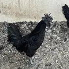 دجاج اندونيسي