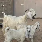 عنز عارضيه طيبه((تم البيع))