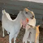 معزا
