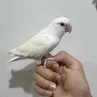 روز البينو