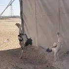 ديك ودجاجه فارسي