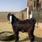 تيوس