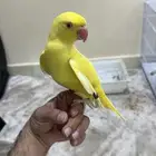 درة لاتينو أليف