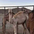قعود ولد فياض الهباج