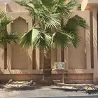 نخلة واشنطنيه بطول 3 او 4 متر
