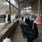 دجاج براهما وفيومي وهجين