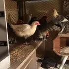 دجاج وديك بلدي