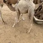 قعود البيع في بيشه