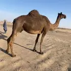 ناقه لقحه حليب وهديه على جميع الشروط باقي شهر وتولد