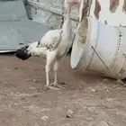 دجاجتين وديك شامو