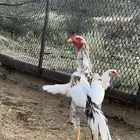 زوج دجاج باكستاني سندي . العرضية الجنوبية.