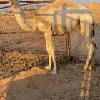 قعود اوضح