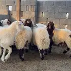 نعيم
