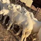 بهم حري فاخر وجبر ومشاريع فحول