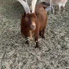 فحل ماعز قزم منتج