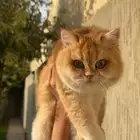 للبيع قطط برتش