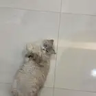 قطه انثى شيرازي للتزاوج نحتاج الى ذكر