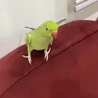 ببغاء