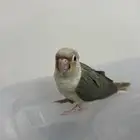 ببغاء كنيور