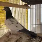 حمام باكستاني