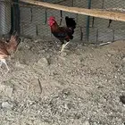دجاج فري اصيل