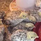 صيصان سمان العدد 20لون واحد