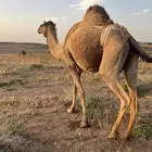 خلفه منيحه وناقه مراح