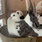 حمام شماسي