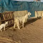 عنز معها ثنين