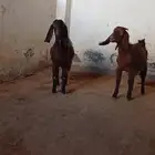 جفار قبرصيات وعارضيات
