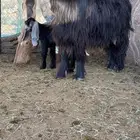 عنز عارضيه صنف تم البيع