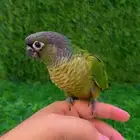 فرخ كنيور جرين شيك