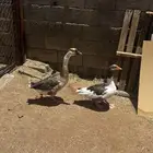دجاج و وز و بط