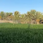 تمر صفري للبيع