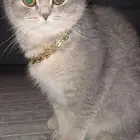 انثى سكوتش فولد للتزاوج