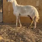 شياه حريات حرش تم البيع