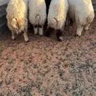 8 طليان نعيم بلدي شرط جذعان