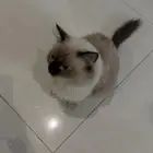 قطط منقذه من الشارع اللي يبيها يكلمني