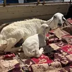 شاه جامع عليها طلي