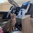 قطوه لتبني