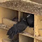 حمام رقاصي