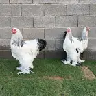 للبيع ديكة براهما